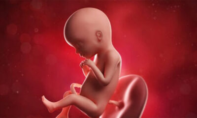 Hamileliğin 16 Haftası, 16 Hafta Gebelikte Gelişim ve Yaşananlar